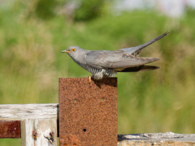 Thumbnail of Cuckoo